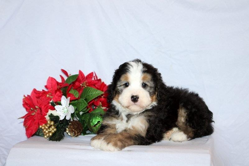 puppy, for, sale, Mini Bernedoodle F2, Matthew B. Stoltzfus, dog, breeder, Gap, PA, dog-breeder, puppy-for-sale, forsale, nearby, find, puppyfind, locator, puppylocator, aca